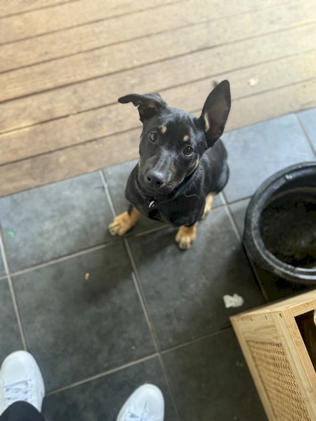 Kelpie Free boy DOUG