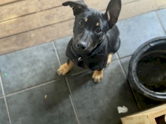 Kelpie Free boy DOUG