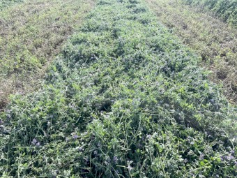 70mt Lucerne Hay 8x4x3 Bales