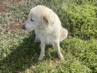2yr old Desexed  male maremma 