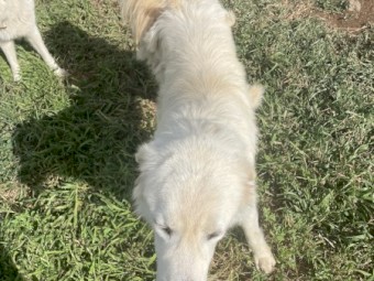 2yr old Desexed  male maremma 