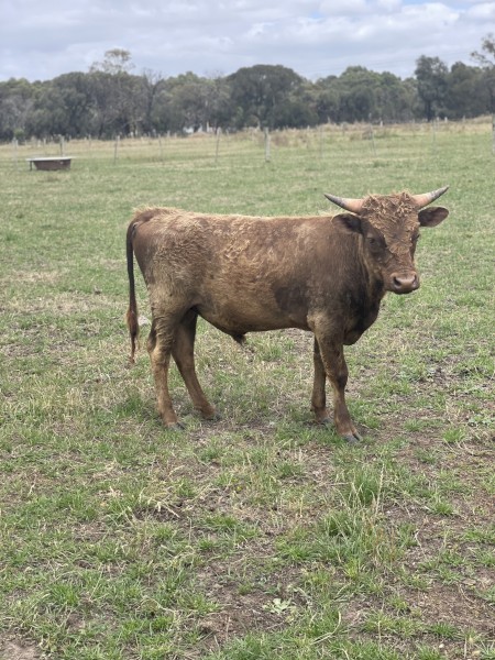 Miniature Dexter Bulls x 2