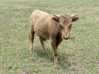 Miniature Dexter Bulls x 2