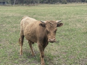 Miniature Dexter Bulls x 2