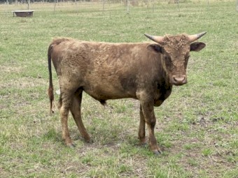 Miniature Dexter Bulls x 2