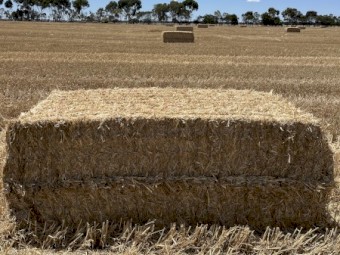 Wheat Straw