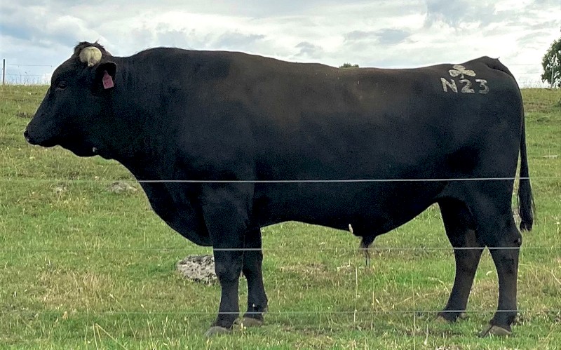 Wagyu Full Blood (Stud) Bulls for sale