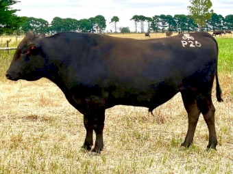 Wagyu Full Blood (Stud) Bulls for sale