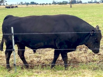 Wagyu Full Blood (Stud) Bulls for sale