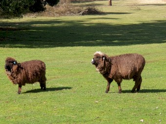 Ewes -Rams- Wethers