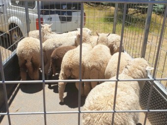 Ewes -Rams- Wethers