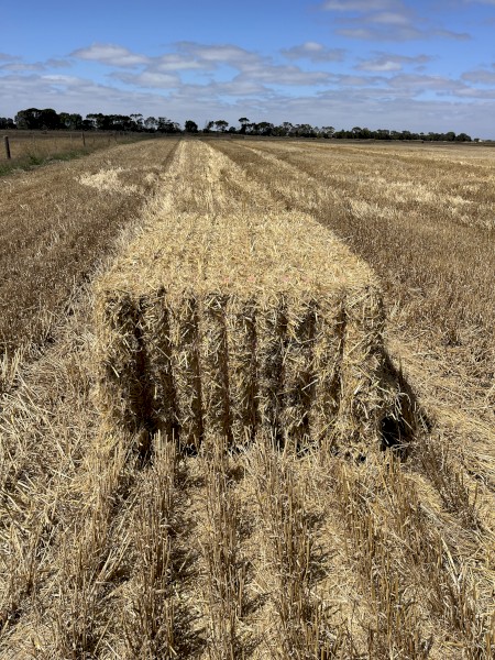 200mt Barely Straw 550kg 8x4x3 Bales