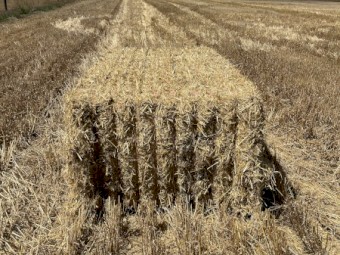 200mt Barely Straw 550kg 8x4x3 Bales