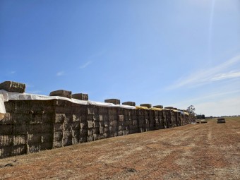 Vetch Hay, A1, 24 season, HD 8x4x3 Bales