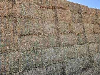 Vetch Hay, A1, 24 season, HD 8x4x3 Bales