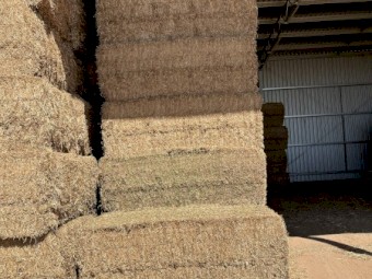 60mt Vetch Hay 650-700kg 8x4x3 Bales