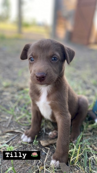 Koolie x Collie Pups 