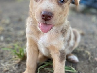 Koolie x Collie Pups 