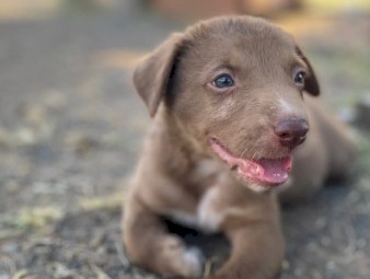 Koolie x Collie Pups 