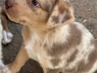 Koolie x Collie Pups 