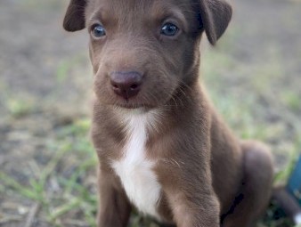 Koolie x Collie Pups 