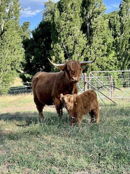 Highland Cows