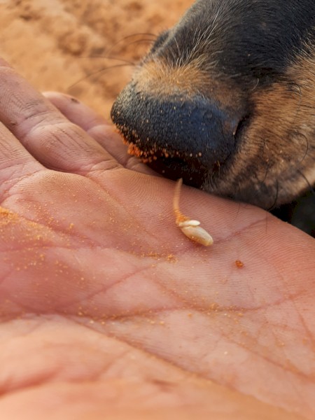 WANTED Wheat, Triticale, Cereal Rye or Barley Seed