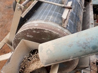 WANTED Wheat, Triticale, Cereal Rye or Barley Seed