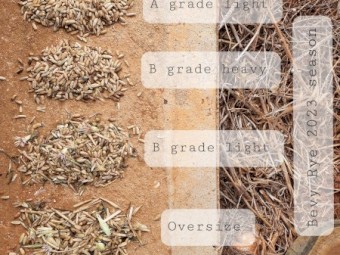 WANTED Wheat, Triticale, Cereal Rye or Barley Seed