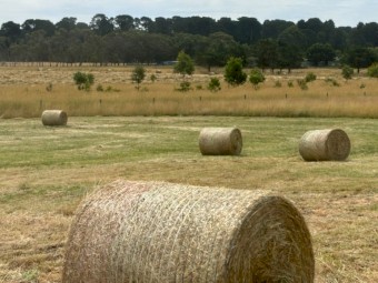 3' x 4' Pasture Hay Round Bales Balnarring