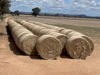 2024/25 New Season  Wheaten Tailings Round Rolls Net Wrapped (5x4)