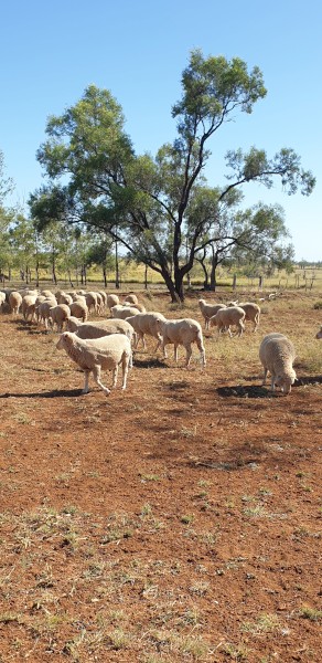 Prime Wethers Polwarth 