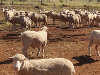 Prime Wethers Polwarth 