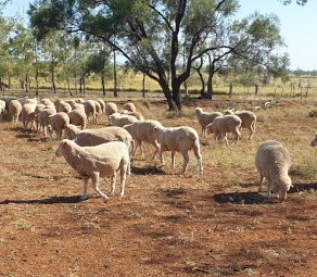 Prime Wethers Polwarth 