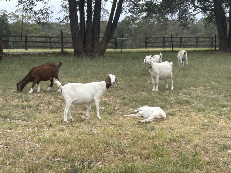 Boer goats for sale 