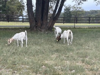 Boer goats for sale 