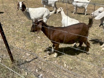 Boer goats for sale 