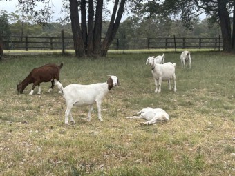 Boer goats for sale