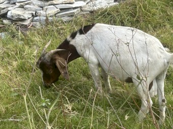 Boer goats for sale 