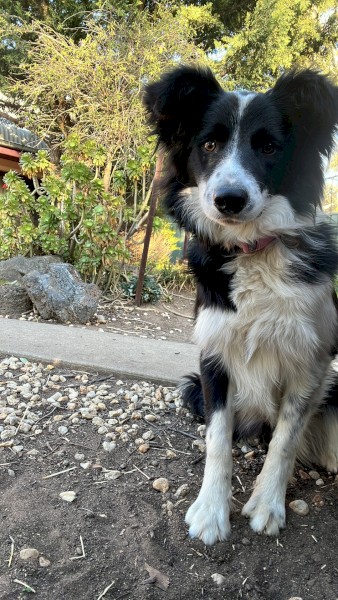 Pure Bred Border Collie 