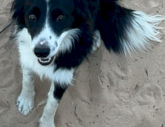 Pure Bred Border Collie 