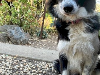 Pure Bred Border Collie 