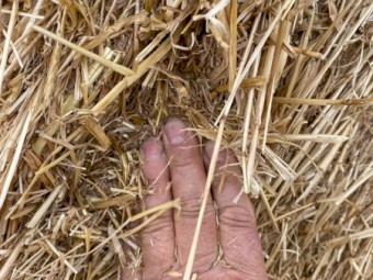 280 x Barley Straw 5x4 Rolls