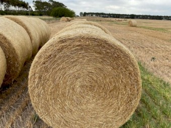 280 x Barley Straw 5x4 Rolls