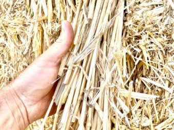 500mt Wheaten Straw 8x4x3 Bales