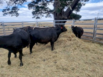 Angus weaners 