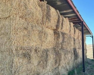 8*4*3 Quality Cereal Hay sold by the tonne