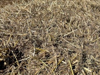 186mt Oaten Straw 445kg 8x4x3 Bales