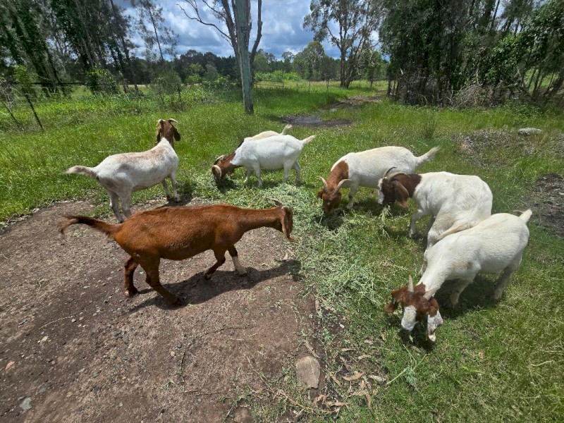 Quality Boer Goats - Bucks and Does