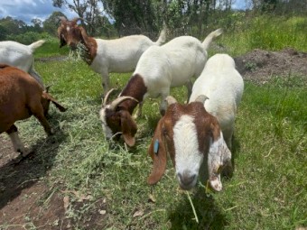 Quality Boer Goats - Bucks and Does